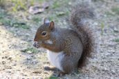 squirrel