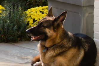 Joe Biden dog champ