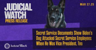 Biden dog