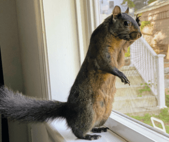 peanut